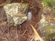 50kg Japanese Aircraft bomb, planted nose up, deployed as an anti vehicle device.